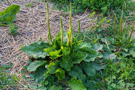 All About Broadleaf Plantain - Minneopa Orchards