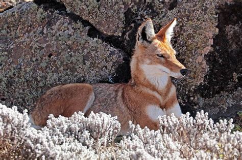 Ethiopian Wolf - Facts, Diet, Habitat & Pictures on Animalia.bio