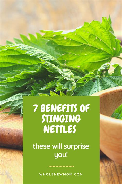 7 Proven Stinging Nettle Benefits - Whole New Mom | Nettle benefits, Healthy herbs, Stinging nettle