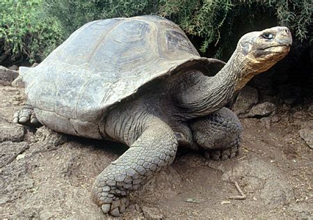 Pinta Island Tortoise Facts and Pictures