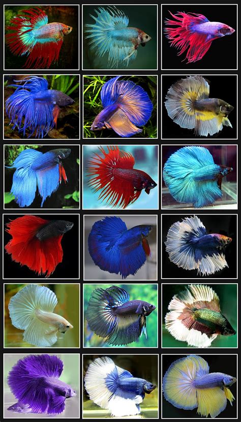 Freshwater Ecology: Betta Fish Facts