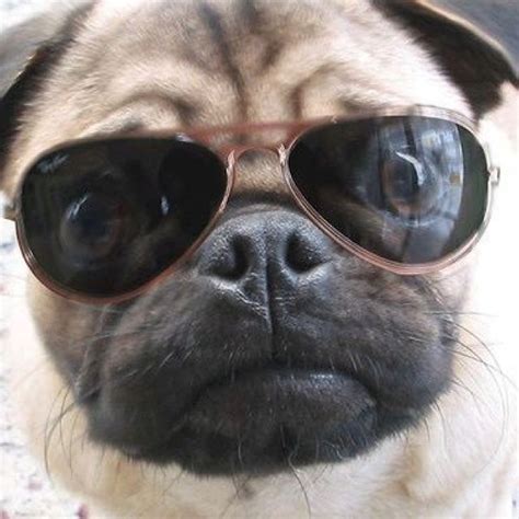 Sunglasses | Pugs funny, Pugs, Cute pugs