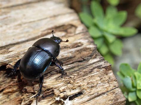 Dung Beetle stock image. Image of behavior, ecosystem - 37444323