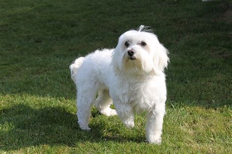 45+ Full Grown Maltese Dog Temperament - l2sanpiero