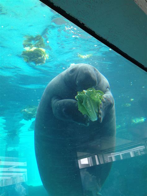 Mote Aquarium Manatee Eating Lettuce