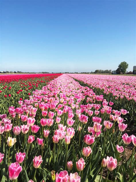 Travel Spotlight: Visiting the Tulip Fields in the Netherlands - The A ...