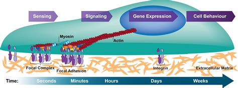 Cellular adhesion in 3D matrices - Rocha Lab