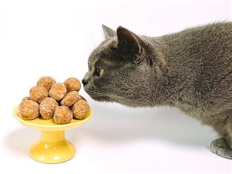 Is It OK to Feed a Cat Human Food? - Paws and Effect