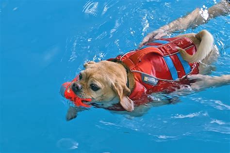 Can A Puppy Swim In A Pool