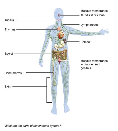 Immune System Diagram Labeled