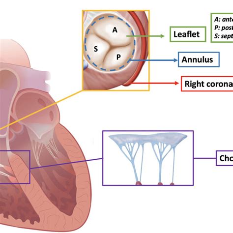 Anatomy of the tricuspid valve. | Download Scientific Diagram