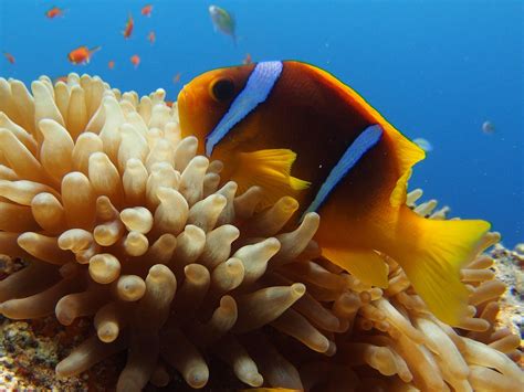 Anemone fish Red Sea | Underwater pictures, Air photography, Underwater world