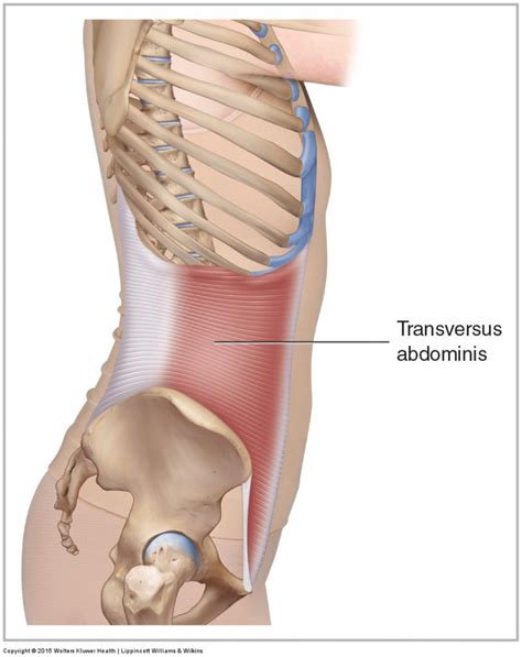 Transversus Abdominis - Learn Muscles