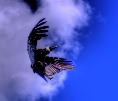 Condor in flight ~ My favorite Blue