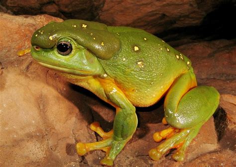 Australian Amphibians List with Pictures & Facts: The Amazing Frogs of Australia!