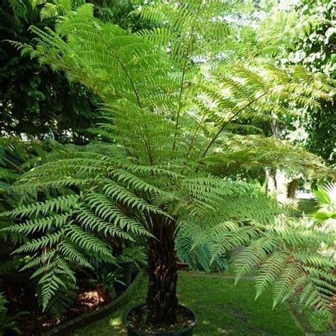 Large Cyathea dealbata - Silver Tree Fern - Trees for Containers - Shrubs & Trees - Garden ...