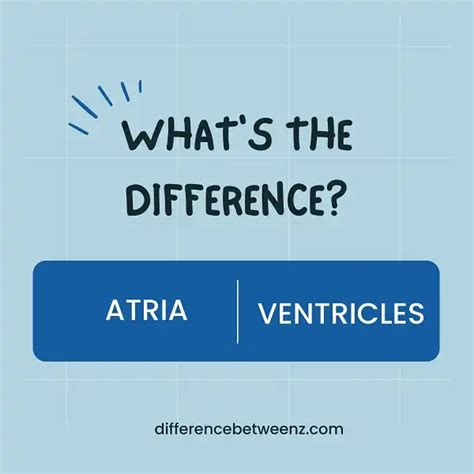 Difference between Atria and Ventricles - Difference Betweenz