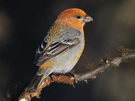 Pine Grosbeak Immature male | Ornithology, Birds, Boreal forest