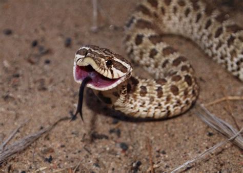 Western Hognose Care Guide | Wiki | Reptiles Amino