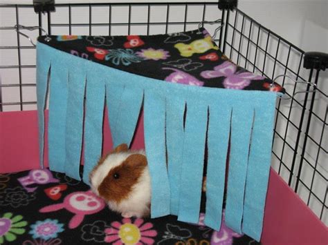 what toys can i make for my guinea pigs - Very Specific Website Photo Galery