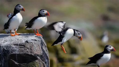 Atlantic Puffin Facts | Anatomy, Diet, Habitat, Behavior - Animals Time