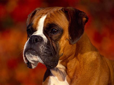 wallpapers: Boxer Dog Wallpapers