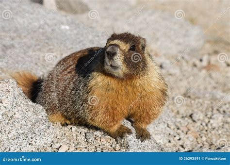 Marmot Stock Image - Image: 26293591