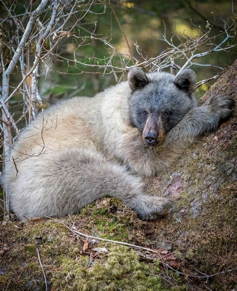 Rare 'glacier bears' with bluish fur may face grim future