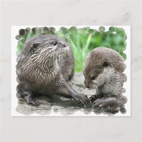 Otter Habitat Postcards | Zazzle