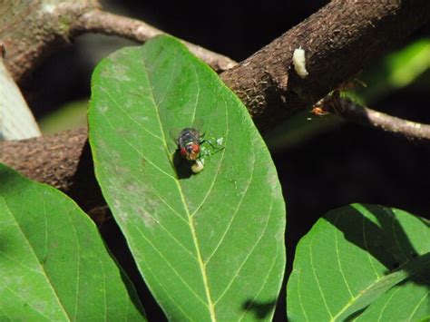 Premium Photo | A green leaf with a bug on it