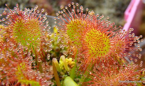 Drosera rotundifolia 'Charles Darwin'