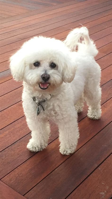 Pin by Amanda Lee on Love my Bichon | Cute dogs, Bichon dog, Bichon frise dogs