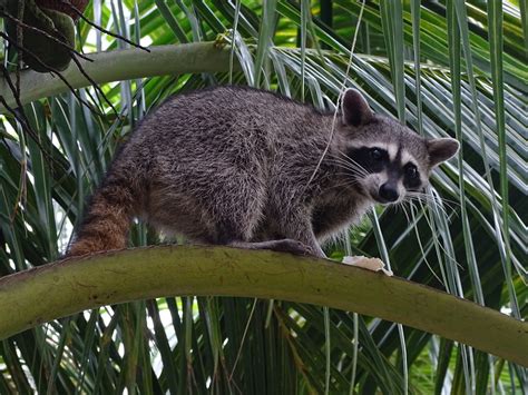 Cozumel raccoon (Procyon pygmaeus) - ZooChat