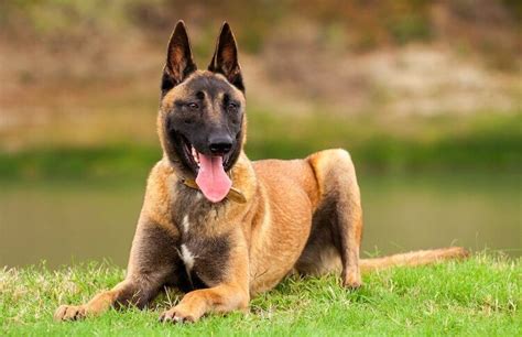 Belgian Malinois: Puppies, Price, Temperament, Breed Information & Profile – All Things Dogs