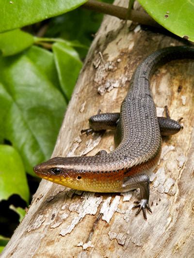 Many-lined Sun Skink - Eutropis multifasciata