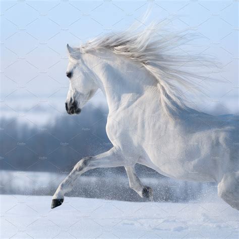 Beautiful white horse with long mane | Stock Photos ~ Creative Market