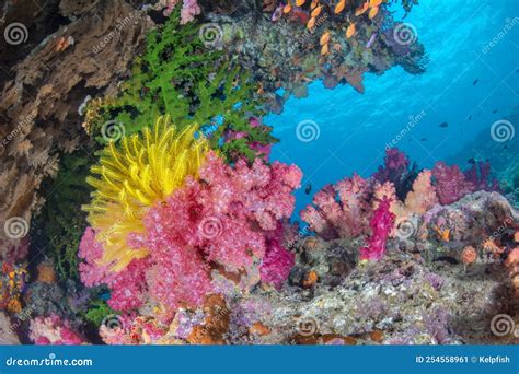 Underwater Reef in Fiji stock image. Image of pacific - 254558961