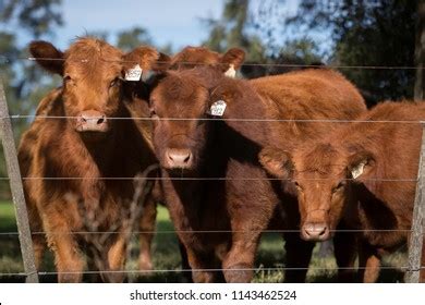 Farming Ranch Angus Cattle Stock Photo 1143462524 | Shutterstock