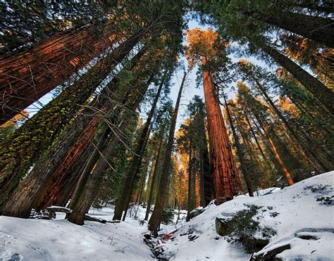 Sequoia National Park Wallpapers - Top Free Sequoia National Park Backgrounds - WallpaperAccess