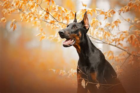 Doberman 1080P, 2K, 4K, 5K HD wallpapers free download | Wallpaper Flare