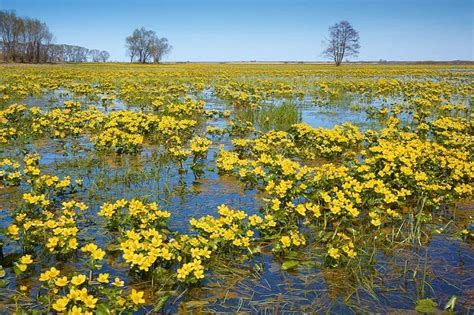 spring in Poland | National parks, Beautiful places, Poland