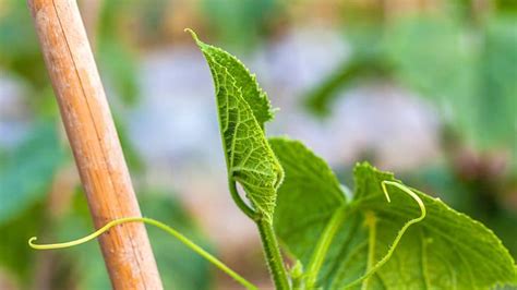 11 Surprising Causes For Cucumber Leaves Curling