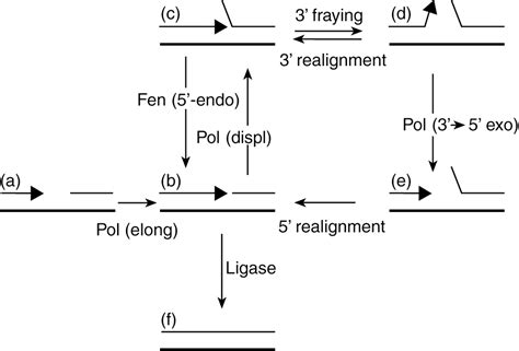 The 3′→5′ exonuclease of DNA polymerase δ can substitute for the 5′ flap endonuclease Rad27/Fen1 ...