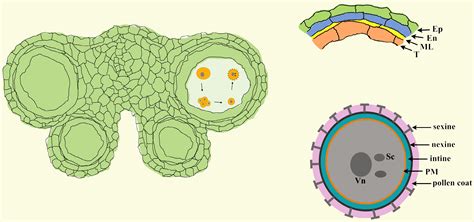 The contributions of sporophytic tapetum to pollen formation