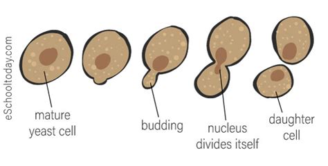 What Is Budding In Asexual Reproduction Here Are Some Examples - Riset