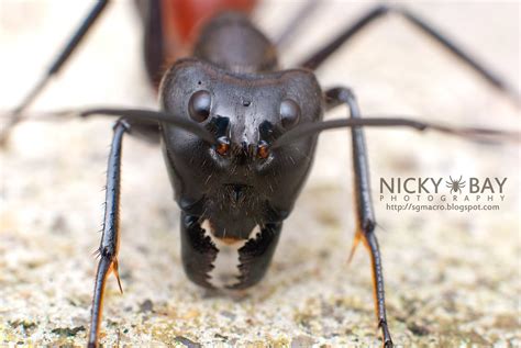 Giant forest ant (Camponotus gigas?) - DSC_7153 | sgmacro.bl… | Flickr