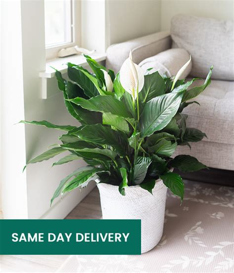 Same Day Plant Delivery - SendPlants