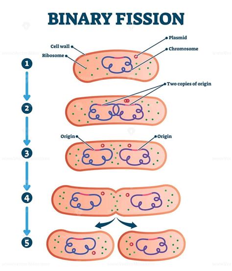 Binary fission process, vector illustration diagram - VectorMine