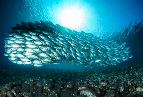 School of Fish Swimming Underwater · Free Stock Photo