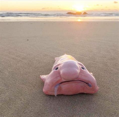 The blobfish is a deep sea fish of the family Psychrolutidae. It ...